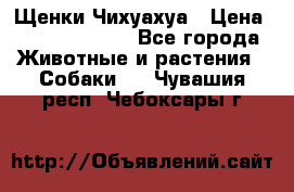 Щенки Чихуахуа › Цена ­ 12000-15000 - Все города Животные и растения » Собаки   . Чувашия респ.,Чебоксары г.